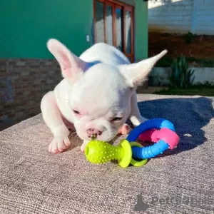 Photos supplémentaires: Chiots bouledogue français.