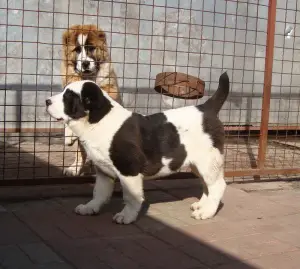 Photo №3. Chiots prometteurs alabay avec des documents FCI.. Ukraine