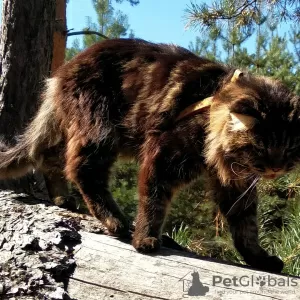 Photos supplémentaires: Chat Maine Coon