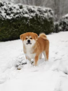 Photo №4. Je vais vendre akita (chien) en ville de Vilnius. de la fourrière - prix - 1000€