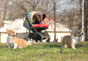 Photos supplémentaires: Chiots gallois corgi Pembroke.