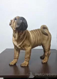 Photos supplémentaires: Chiot Shar Pei brutal