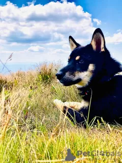 Photos supplémentaires: Chiots Shiba Inu à vendre