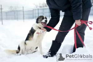 Photos supplémentaires: Merveilleux chien Hanik cherche une maison!