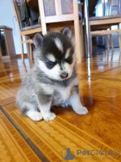 Photo №1. malamute de l'alaska - à vendre en ville de Vilnius | 330€ | Annonce №75802