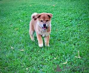 Photo №3. Chiots Shiba Inu à vendre. Luxembourg