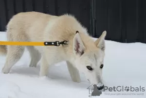 Photos supplémentaires: Vega, métisse Laika, blonde aux yeux marrons en cadeau