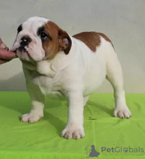 Photo №1. bulldog anglais - à vendre en ville de Gajdobra | négocié | Annonce №127949