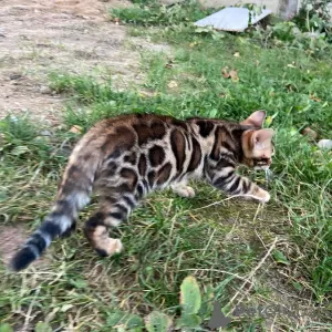 Photo №2 de l'annonce № 26771 de la vente bengal - acheter à La Lettonie annonce privée, de la fourrière, éleveur