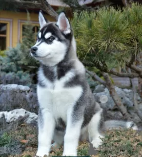 Photo №1. husky de sibérie - à vendre en ville de Bradford | 1700€ | Annonce №11335