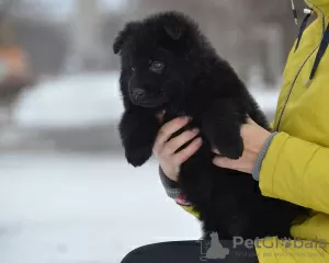 Photos supplémentaires: Chiot berger allemand, garçon aux cheveux longs noir, Champion du Monde