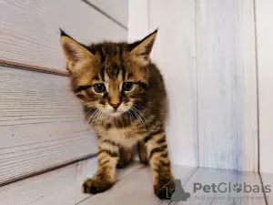 Photo №4. Je vais vendre chausie en ville de Москва. de la fourrière, éleveur - prix - 916€