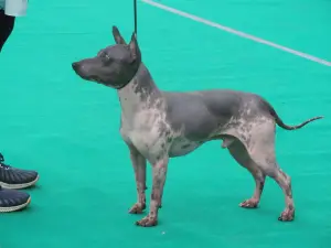 Photo №2 de l'annonce № 2572 de la vente american hairless terrier - acheter à Fédération de Russie de la fourrière