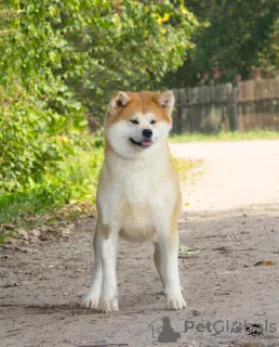 Photo №4. Je vais vendre akita (chien) en ville de Smolensk. de la fourrière - prix - 200€