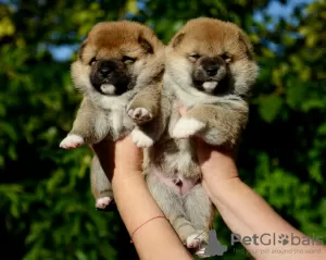 Photo №1. shiba - à vendre en ville de Minsk | négocié | Annonce №70303