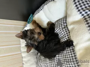 Photo №1. yorkshire terrier - à vendre en ville de Brest | 250€ | Annonce №109993