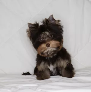 Photo №1. biewer yorkshire terrier - à vendre en ville de Minsk | Négocié | Annonce №4669