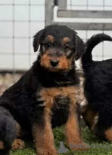 Photo №3. Chiots Airedale mâles et femelles.. Canada