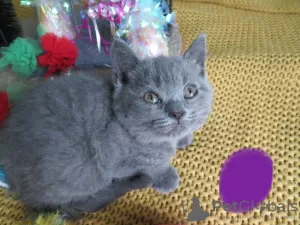 Photo №4. Je vais vendre scottish fold en ville de Стамбул.  - prix - Gratuit