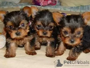 Photo №1. yorkshire terrier - à vendre en ville de Дублин | négocié | Annonce №92908