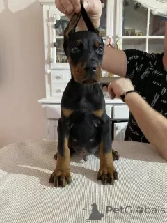 Photo №2 de l'annonce № 84848 de la vente dobermann - acheter à Serbie 