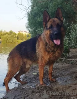 Photos supplémentaires: Chiots berger allemand à vendre