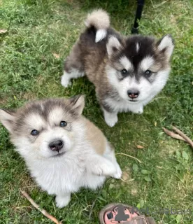 Photo №1. malamute de l'alaska - à vendre en ville de Валенсия | 757€ | Annonce №111730