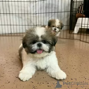 Photo №1. shih tzu - à vendre en ville de Montreal | 473€ | Annonce №103643