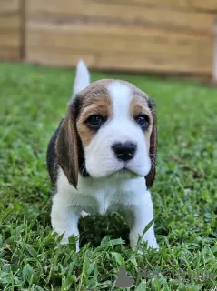 Photos supplémentaires: Chiots Beagle à adopter