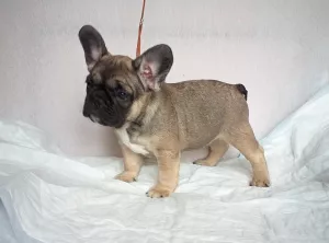 Photo №3. Je vais vendre des chiots du bouledogue français. Fédération de Russie