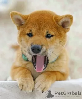 Photo №3. Shiba Inu. Chiots. Fédération de Russie