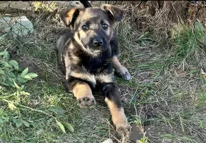 Photo №2 de l'annonce № 101592 de la vente chien bâtard - acheter à Biélorussie annonce privée