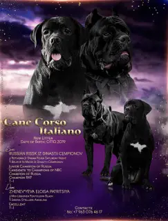 Photo №1. cane corso - à vendre en ville de Russie-2 | Négocié | Annonce №3898