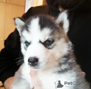 Photo №2 de l'annonce № 30272 de la vente husky de sibérie - acheter à La Lettonie annonce privée