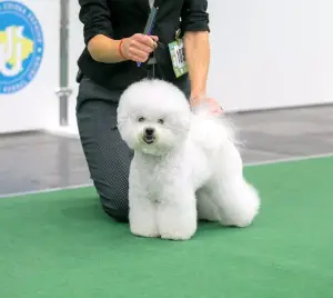 Photo №1. bichon à poil frisé - à vendre en ville de Тель-Авив | 2000€ | Annonce №4684