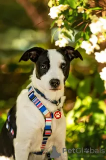 Photos supplémentaires: Le magnifique chiot Darell est entre de bonnes mains.