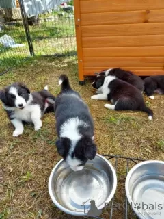 Photo №1. border collie - à vendre en ville de Flensburg | négocié | Annonce №109171