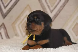 Photo №2 de l'annonce № 5833 de la vente rottweiler - acheter à Fédération de Russie de la fourrière