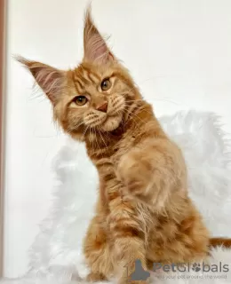 Photo №4. Je vais vendre maine coon en ville de Colorado Springs. éleveur - prix - 284€