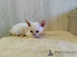 Photo №1. devon rex - à vendre en ville de Кашира | 185€ | Annonce № 96126