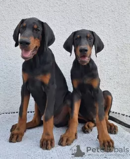 Photo №4. Je vais vendre dobermann en ville de Kikinda. éleveur - prix - négocié