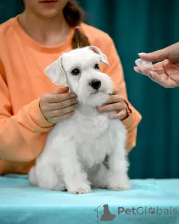 Photo №2 de l'annonce № 121772 de la vente schnauzer miniature - acheter à Biélorussie de la fourrière