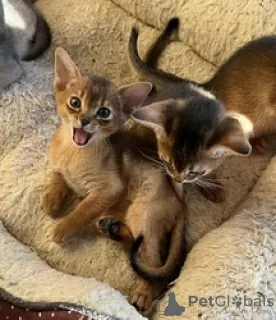 Photo №3. Chatons abyssins époustouflants. Suisse