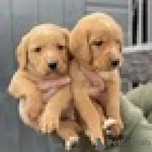 Photo №1. golden retriever - à vendre en ville de Антверпен | 250€ | Annonce №120193