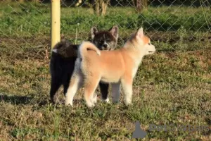 Photos supplémentaires: Chiots Akita Inu