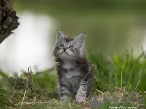 Photo №3. Chatons Maine Coon. Biélorussie