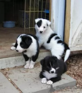 Photo №1. border collie - à vendre en ville de Chemnitz | 150€ | Annonce №129357