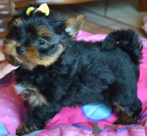 Photo №3. Yorkshire Terrier mâle et femelle. Pologne