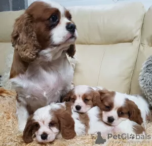 Photo №3. Magnifiques chiots Cavalier King Charles Spaniel. Allemagne