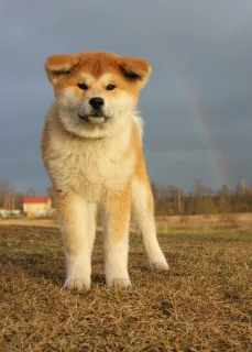 Photos supplémentaires: Chiots Akitu inu du Grand Champion